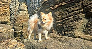 Rafale a rejoint le concours — aidez-le/la à gagner de superbes lots ! dog, small_dog, fluffy, cream_colored, standing, outdoors, rock, cliff, coast, nature, sunlight, fur, tail, pointed_ears, open_mouth, harness, adventure, landscape, portrait, rocky_terrain