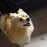 Rafale a rejoint le concours — aidez-le/la à gagner de superbes lots ! brown_markings, candid, car, close_up, cream_color, dog, fluffy, garage, happy, indoor, long_hair, open_mouth, pointed_ears, portrait, puppy, small_dog, smiling, tail, teeth, white_fur