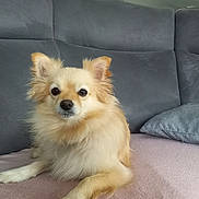Rafale participe au concours pour gagner de l'argent avec cette photo : alert, animal, couch, cream_colored, cute, dog, fluffy, fur, home, indoors, living_room, long_hair, looking_at_camera, pet, photography, pillow, portrait, sitting, small_dog, sofa