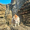 Rafale a rejoint le concours — aidez-le/la à gagner de superbes lots ! adventure, animal_portrait, blue_sky, coastline, collar, dog, fluffy, fur, landscape, leash, long_hair, nature, outdoors, puppy, rock_formation, rocky_cliff, shoreline, small_dog, standing, sunlight