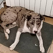 Snoopy a rejoint le concours — aidez-le/la à gagner de superbes lots ! animal, brown_spots, canine, companion, dog, domestic, floor, fur, household, indoor, laying_down, mat, pet, quiet, radiator, relaxed, resting, spotted, white_chest, white_paws