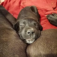 Grosse Nana a rejoint le concours — aidez-le/la à gagner de superbes lots ! animal, black_dog, blanket, canine, close_up, comfort, companion, cozy, cute, dog, domestic_animal, friendship, fur, indoor, pet, puppy, relaxed, resting, sleeping, snout