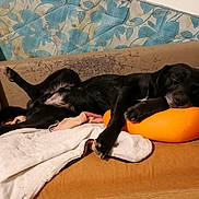 Chokapik participe au concours pour gagner de l'argent avec cette photo : animal, black_dog, blanket, canine, comfort, couch, cozy, dog, fur, furniture, home, indoor, nap, orange_cushion, paw, peaceful, pet, relaxing, resting, sleeping