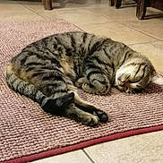 Nounouche participe au concours pour gagner de l'argent avec cette photo : cat, tabby, sleeping, resting, indoor, rug, floor, tile, pet, feline, cozy, curled_up, domestic_animal, fur, whiskers, relaxation, quiet, home, animal, cute