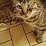 Nounouche participe au concours pour gagner de l'argent avec cette photo : cat, tabby, one-eyed, pet, animal, feline, whiskers, floor, tile, indoor, close-up, curious, looking, fur, ears, nose, paw, domestic, mammal, one-eyed_cat