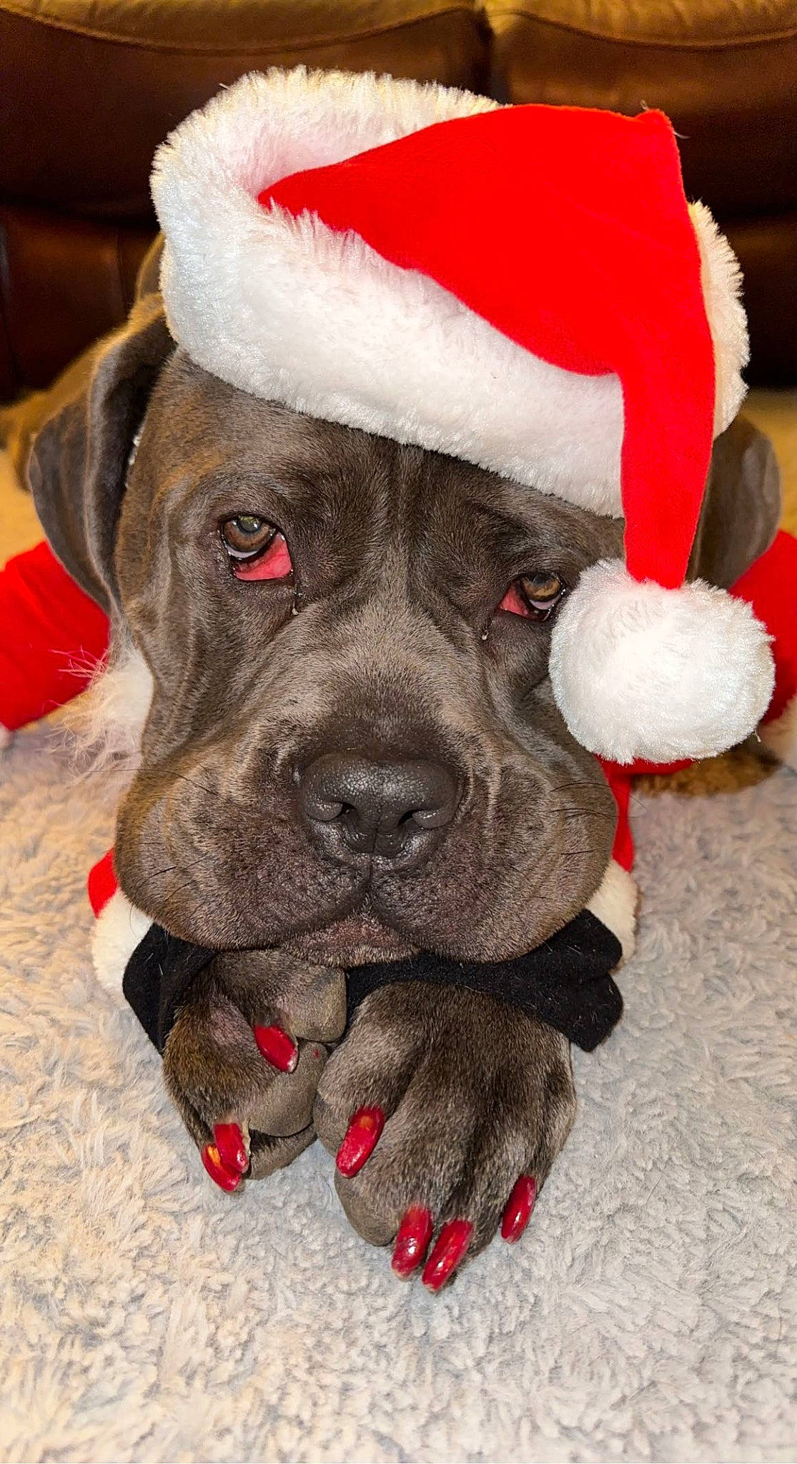 Stassi joined the competition — help win amazing prizes! cap, carnivore, christmas_ornament, collar, companion_dog, dog, dog_breed, dog_collar, dog_supply, fawn, fur, fur_clothing, hat, plush, santa_claus, snout, stuffed_toy, toy, whiskers, working_animal