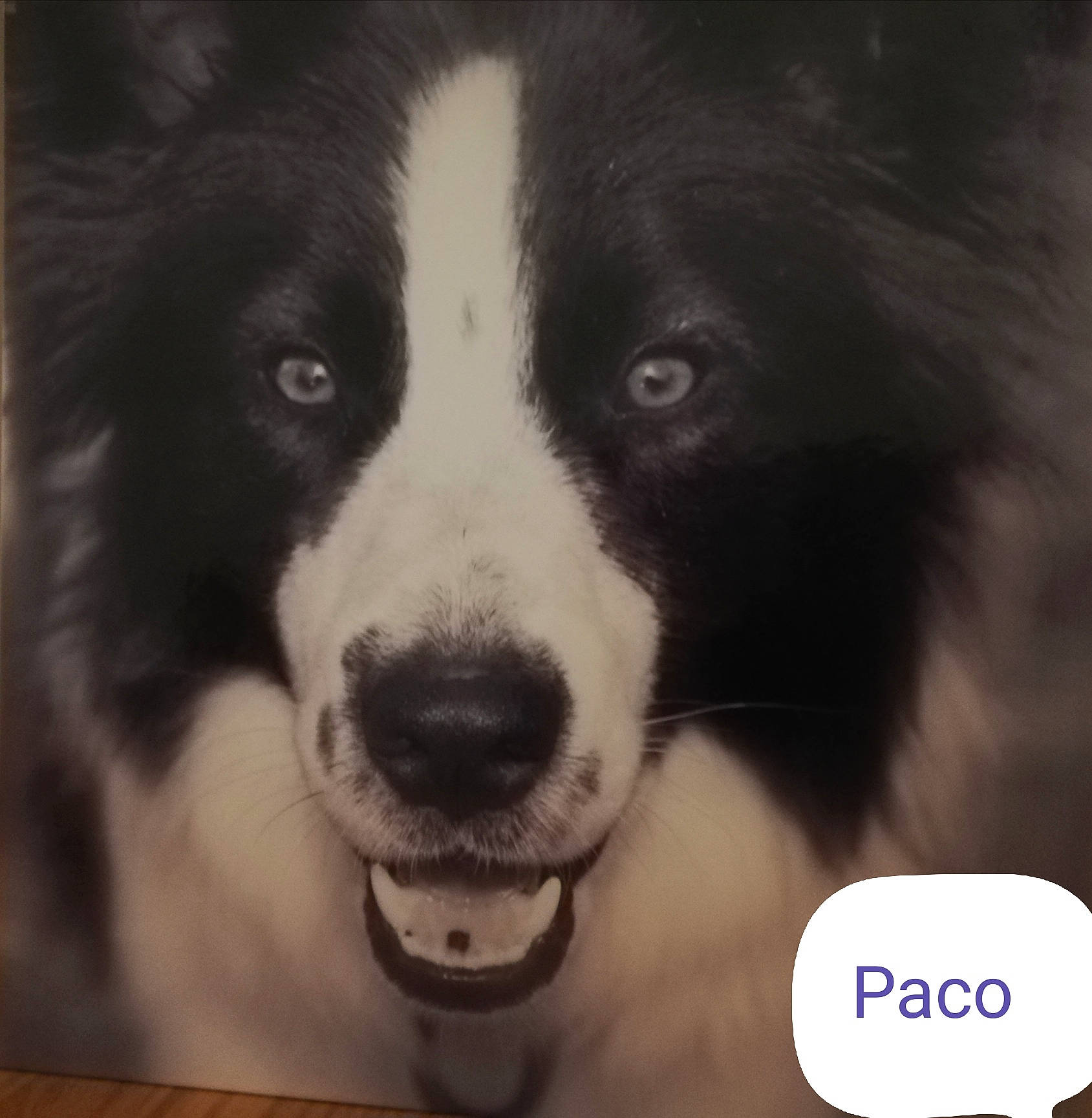 Paco a rejoint le concours — aidez-le/la à gagner de superbes lots ! ancient_dog_breeds, art, border_collie, bored, bucovina_shepherd_dog, canidae, carnivore, companion_dog, dog, dog_breed, fur, herding_dog, mammal, snout, sporting_group, terrestrial_animal, vertebrate, whiskers, working_animal, working_dog
