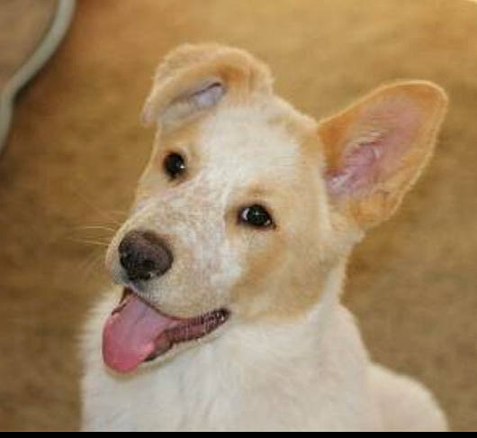 Lucyfur joined the competition — help win amazing prizes! ancient_dog_breeds, canidae, carnivore, collar, companion_dog, dog, dog_breed, dog_collar, ear, fur, non_sporting_group, paw, sporting_group, terrestrial_animal, whiskers, wood, working_animal