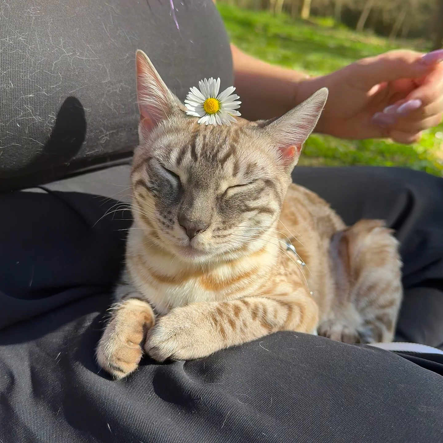 Venus participe au concours pour gagner de l'argent avec cette photo : animal, bodypart, cat, clothing, daisy, face, finger, flower, grass, head, herbal, herbs, kitten, pants, person, pet, petal, photography, plant, portrait