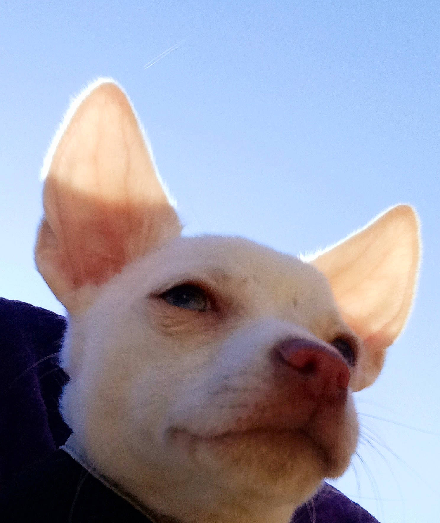 Beauty is registered to the contest to win money with this photo: ancient_dog_breeds, canidae, carnivore, companion_dog, dog, dog_breed, ear, fawn, fur, happy, mammal, non_sporting_group, sky, snout, sporting_group, tail, terrestrial_animal, vertebrate, whiskers, working_animal