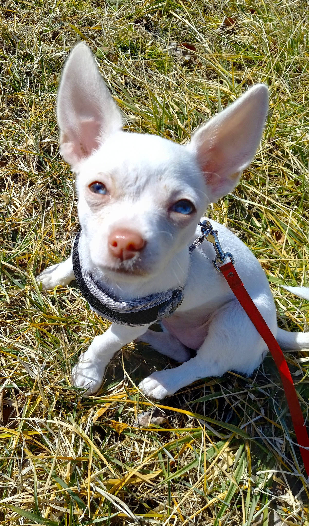 Beauty joined the competition — help win amazing prizes! canidae, companion_dog, dog_breed, ear, eye, fawn, grass, grassland, groundcover, head, human_body, livestock, pasture, plant, snout, sporting_group, terrestrial_animal, whiskers, wildlife, working_animal