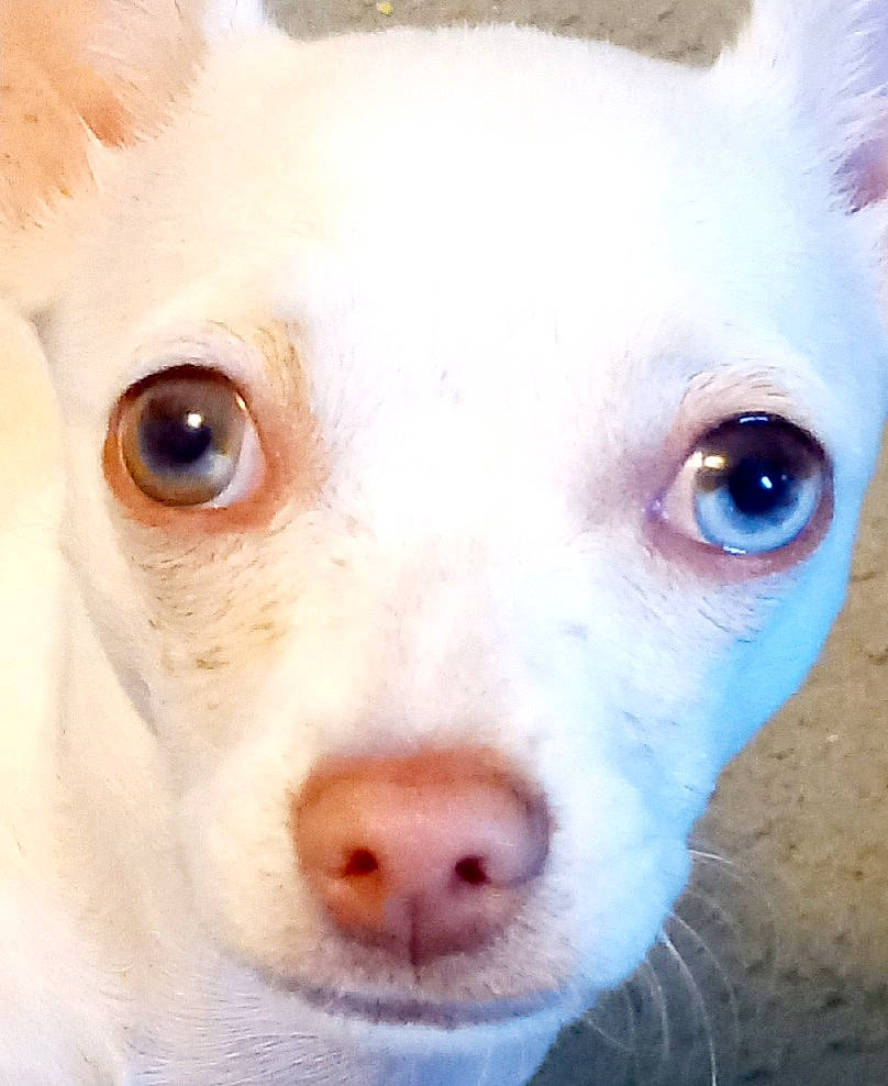 Beauty joined the competition — help win amazing prizes! carnivore, close_up, companion_dog, dog, dog_breed, ear, eye, eyelash, fawn, head, jaw, mammal, no_expression, nose, organ, snout, sporting_group, vertebrate, whiskers, white