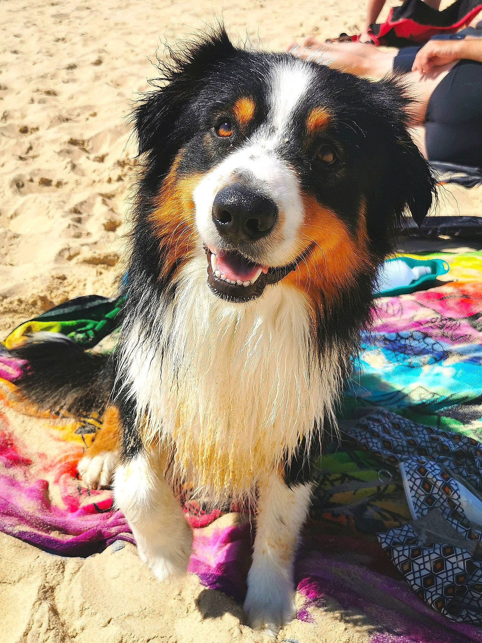 Sisko participe au concours pour gagner de l'argent avec cette photo : bag, bernese_mountain_dog, canidae, carnivore, companion_dog, dog, dog_breed, fur, herding_dog, luggage_and_bags, smile, snout, sporting_group, terrestrial_animal, whiskers, working_dog