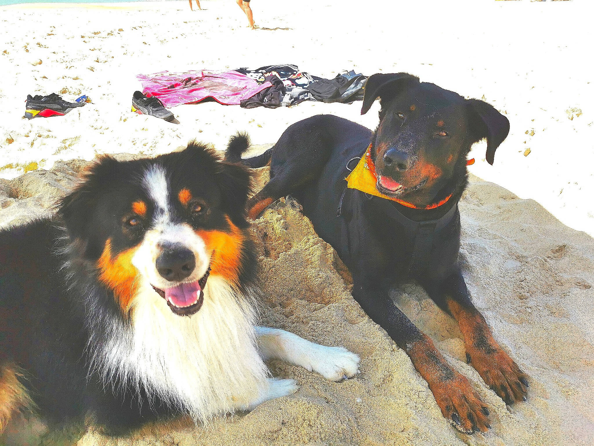 Sisko a rejoint le concours — aidez-le/la à gagner de superbes lots ! bernese_mountain_dog, canidae, carnivore, collar, companion_dog, dog, dog_breed, dog_collar, dog_supply, fashion_accessory, fur, guard_dog, herding_dog, leash, pet_supply, snout, sporting_group, working_animal, working_dog