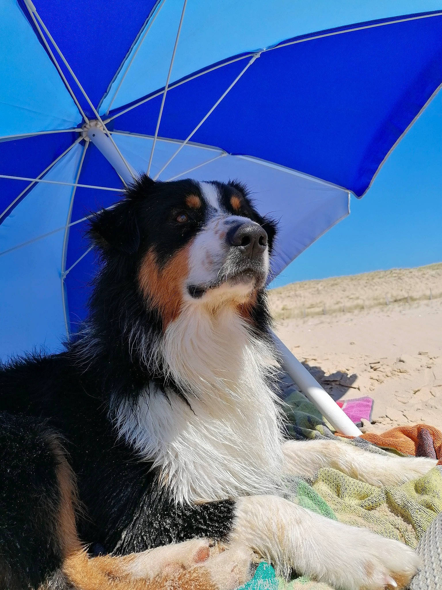 Sisko participe au concours pour gagner de l'argent avec cette photo : australian_shepherd, border_collie, canidae, carnivore, companion_dog, dog, dog_breed, english_shepherd, fun, herding_dog, mammal, sporting_group, umbrella, vertebrate, working_dog