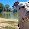 dog, white_dog, outdoor, lake, water, grass, trees, blue_sky, nature, animal, pet, close_up, daytime, calm, serene, collar, canine, portrait, summer, sunny