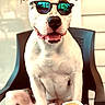 dog, sunglasses, coffee, cup, table, chair, pet, white_dog, smiling, happy, indoor, reflection, portrait, domestic_animal, canine, relaxed, seated, furniture, mug, closeup