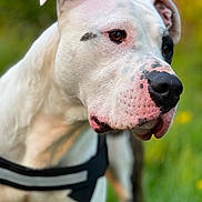 Ram S a rejoint le concours — aidez-le/la à gagner de superbes lots ! dog, white_dog, black_spots, close_up, portrait, outdoor, green_background, harness, animal, pet, canine, fur, ears, snout, focused, nature, summer, daylight, muzzle, expression