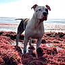 dog, beach, seaweed, ocean, water, outdoor, animal, pet, sunlight, nature, canine, white, brown, spot, standing, coast, summer, daylight, fur, landscape