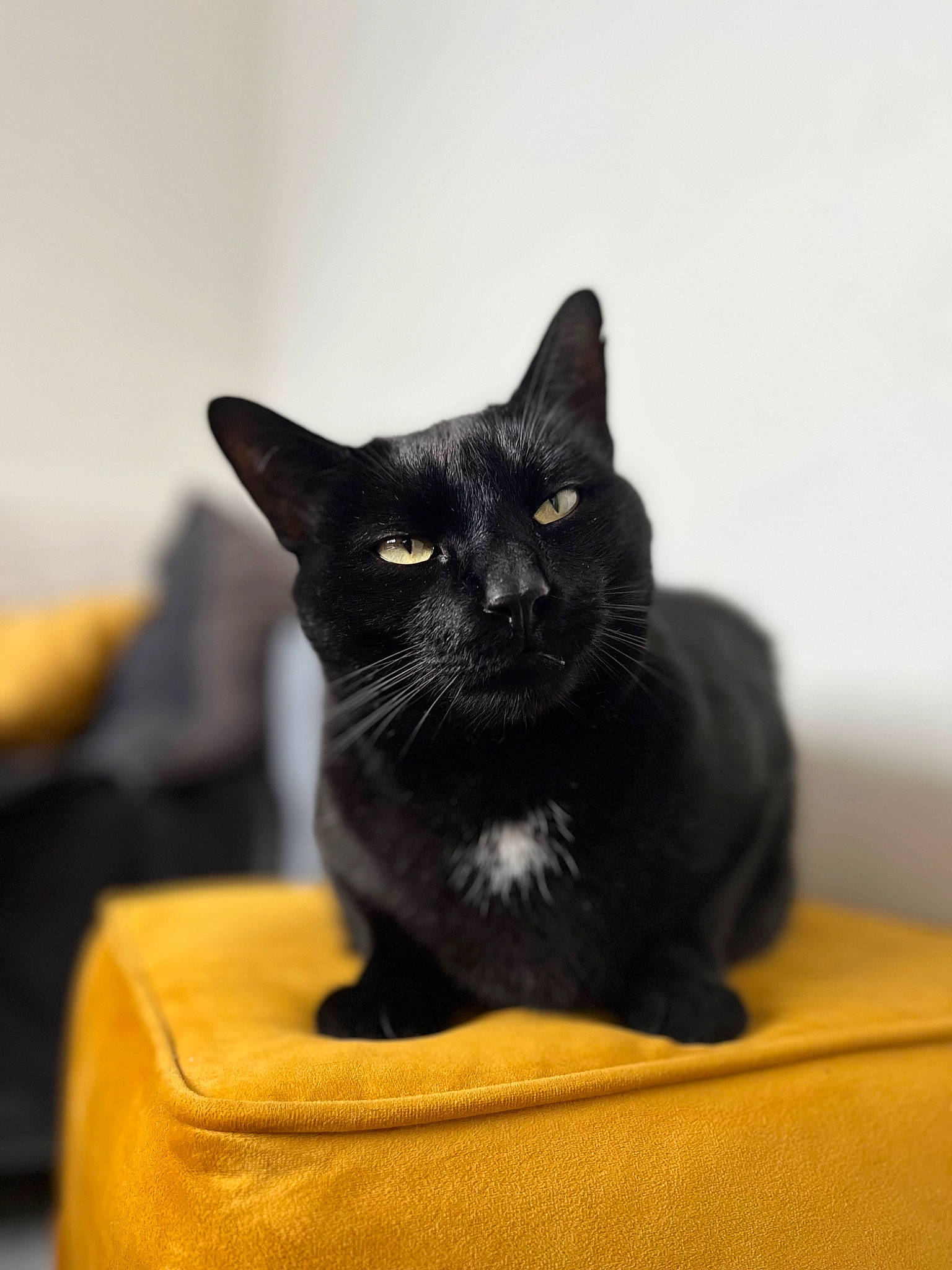 Anakin participe au concours pour gagner de l'argent avec cette photo : black_cat, bombay, carnivore, cat, cat_supply, comfort, domestic_short_haired_cat, felidae, fur, pet_supply, small_to_medium_sized_cats, snout, terrestrial_animal, whiskers