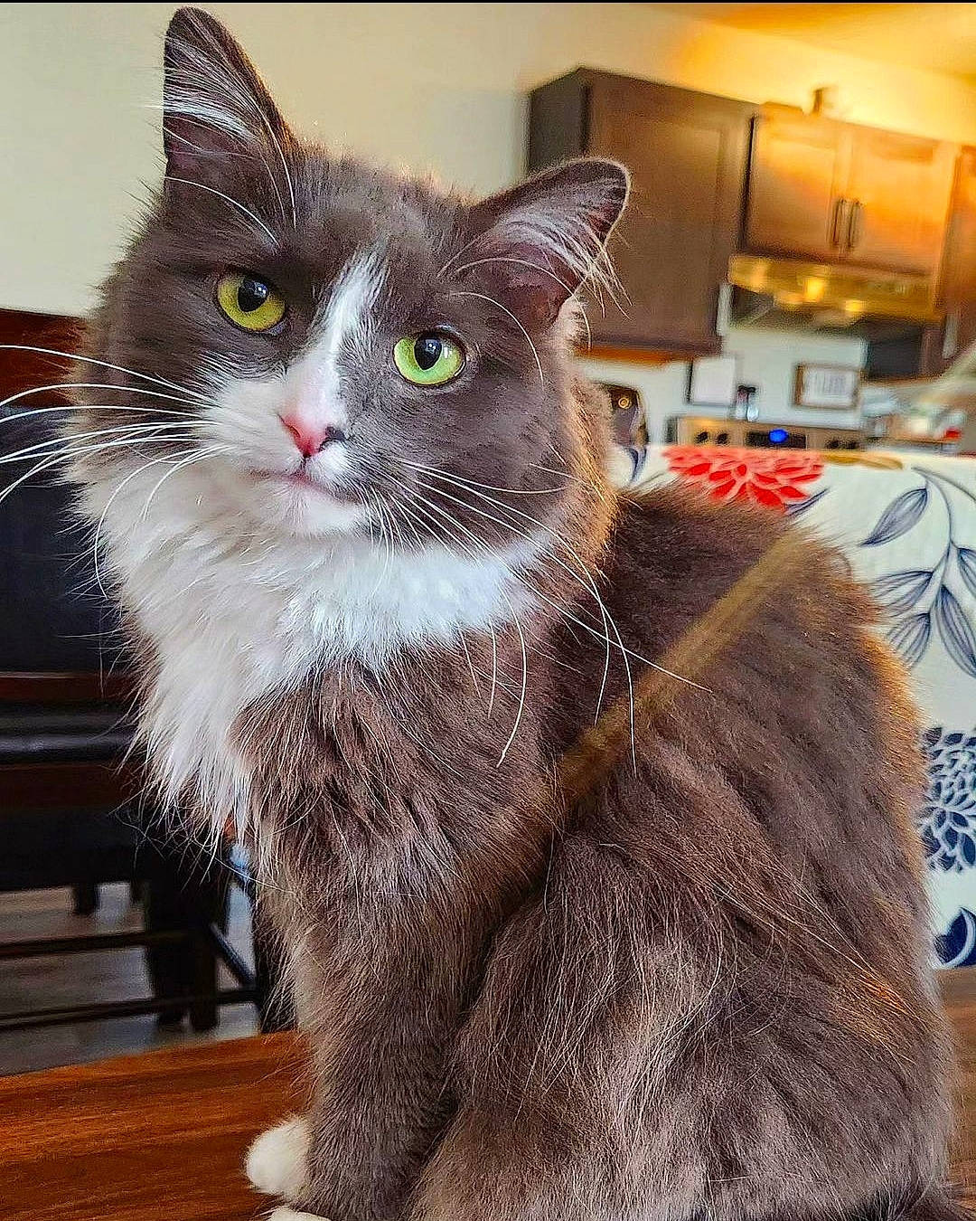 Bo is registered to the contest to win money with this photo: box, british_longhair, carnivore, cat, cat_supply, claw, domestic_short_haired_cat, eye, fawn, felidae, fur, hardwood, paw, puzzle, small_to_medium_sized_cats, snout, tail, whiskers, window, wood