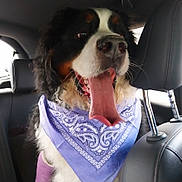 Oukka participe au concours pour gagner de l'argent avec cette photo : dog, bernese_mountain_dog, bandana, purple_bandana, car_interior, tongue_out, happy, pet, animal, canine, fur, closeup, seat, leather_seat, headrest, black_fur, white_fur, brown_fur, panting, inside_car