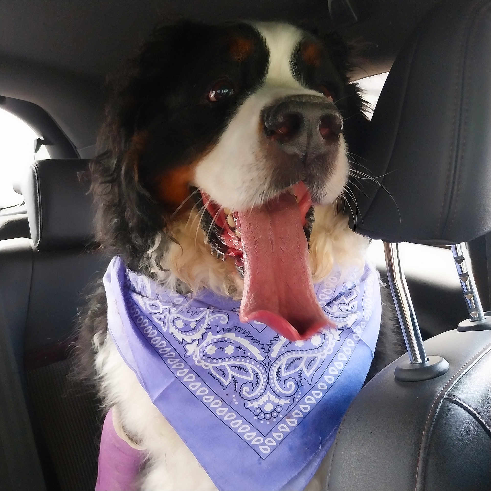 Oukka participe au concours pour gagner de l'argent avec cette photo : dog, bernese_mountain_dog, bandana, purple_bandana, car_interior, tongue_out, happy, pet, animal, canine, fur, closeup, seat, leather_seat, headrest, black_fur, white_fur, brown_fur, panting, inside_car