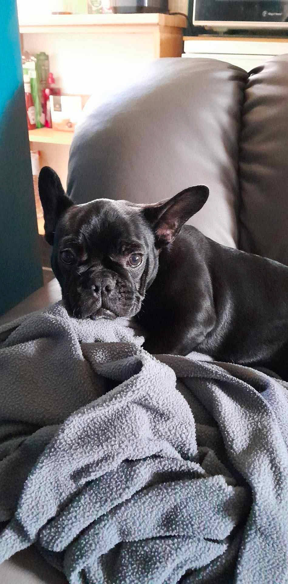 Wendy a rejoint le concours — aidez-le/la à gagner de superbes lots ! canidae, carnivore, comfort, companion_dog, couch, dog, dog_breed, ear, fawn, french_bulldog, fur, grey, linens, snout, sporting_group, terrestrial_animal, toy_dog, whiskers, working_animal, wrinkle