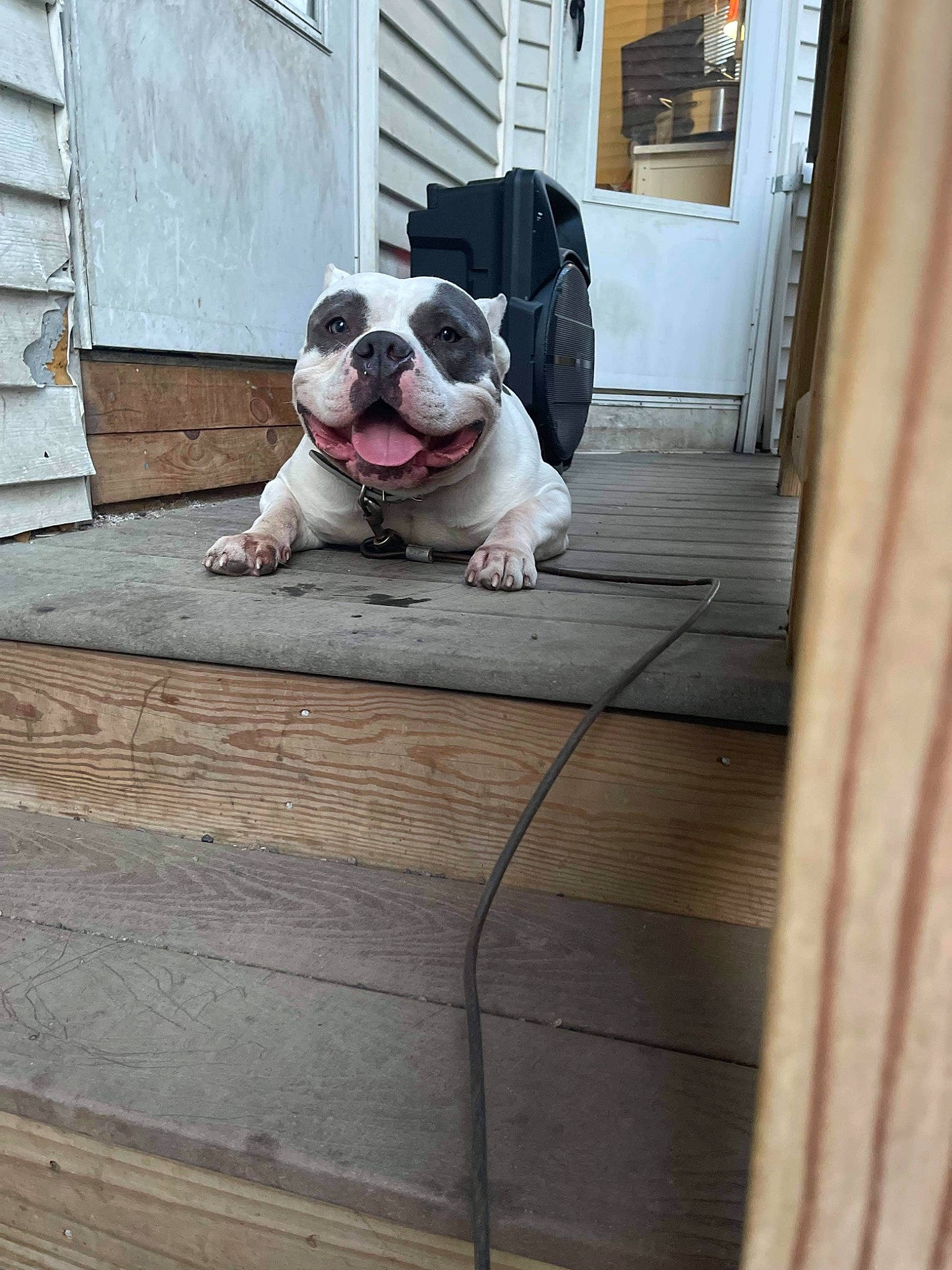 Noreaga is registered to the contest to win money with this photo: bulldog, carnivore, collar, companion_dog, dog, dog_breed, dog_collar, door, fawn, floor, flooring, hardwood, plank, porch, sporting_group, stairs, window, wood, wood_stain, working_animal