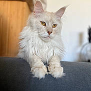 Urikane participe au concours pour gagner de l'argent avec cette photo : cat, fluffy, white_cat, golden_eyes, lounging, indoor, portrait, feline, pet, relaxed, focused, soft_background, paws, close_up, domestic_cat, quiet, calm, fur, animal, mammal