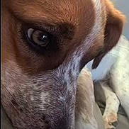 Bella joined the competition — help win amazing prizes! dog, close_up, resting, couch, pet, brown, white, speckled, snout, face, paw, indoor, animal, canine, relaxed, fur, portrait, domestic, companion, sleepy