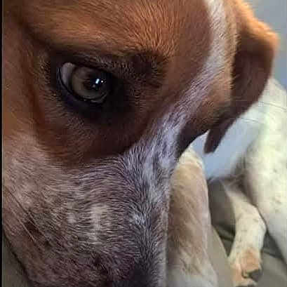 Bella joined the competition — help win amazing prizes! dog, close_up, resting, couch, pet, brown, white, speckled, snout, face, paw, indoor, animal, canine, relaxed, fur, portrait, domestic, companion, sleepy