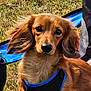 Gino is registered to the contest to win money with this photo: dog, dachshund, long_hair, pet, animal, outdoor, grass, harness, ears, brown, cute, canine, portrait, looking, fur, snout, small_dog, nature, daylight, friendly