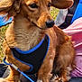 Gino joined the competition — help win amazing prizes! dog, small_dog, long_ears, harness, blue_harness, leash, outdoor, grass, person, lap, brown_fur, close_up, pet, animal, canine, sitting, fluffy, fur, companion, resting