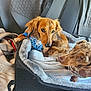 dog, dachshund, pet_bed, car_interior, seat, harness, brown_dog, spotted_dog, animal, cozy, blanket, travel, canine, cute, companion, resting, leisure, domestic_animal, indoor, curious