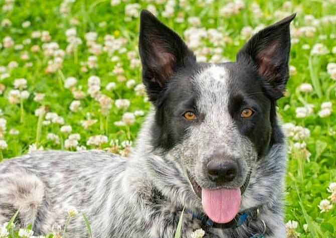 Olive is registered to the contest to win money with this photo: australian_stumpy_tail_cattle_dog, canidae, carnivore, companion_dog, dog, dog_breed, flower, grass, grassland, groundcover, herding_dog, plant, snout, sporting_group, terrestrial_animal, whiskers, working_animal, working_dog