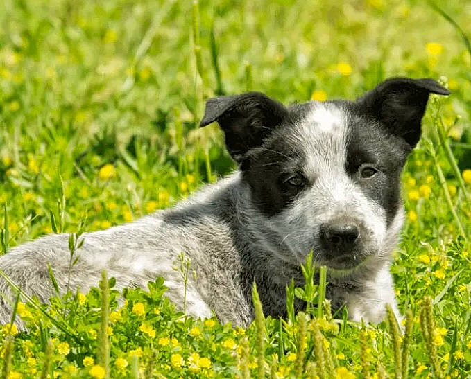 Olive is registered to the contest to win money with this photo: canidae, carnivore, collar, companion_dog, dog, dog_breed, dog_collar, field, grass, grassland, groundcover, meadow, pasture, plant, snout, sporting_group, terrestrial_animal, terrier, whiskers, working_animal