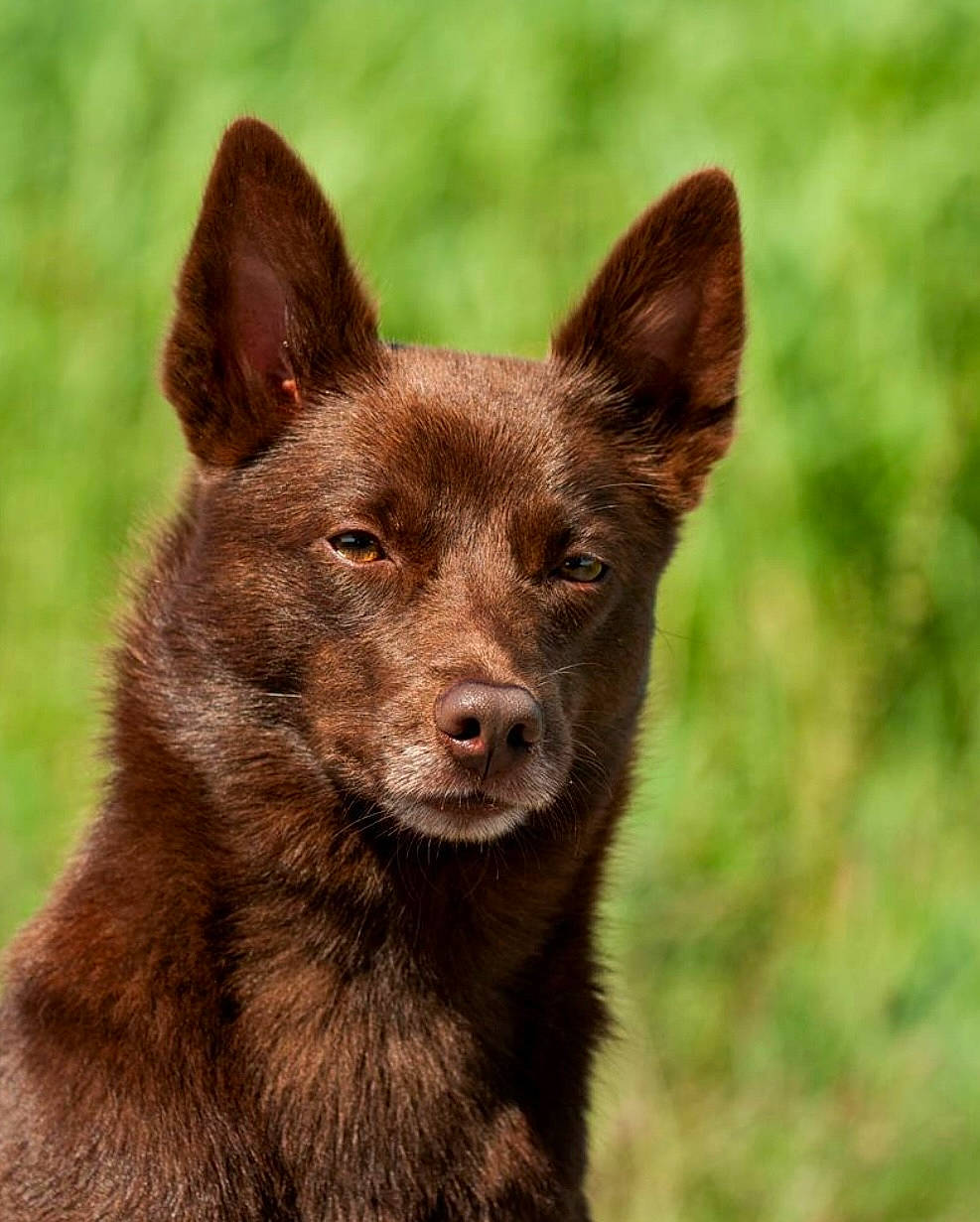 Taylor is registered to the contest to win money with this photo: canidae, carnivore, dog, dog_breed, fur, grass, liver, plant, snout, sporting_group, terrestrial_animal, wildlife, working_animal