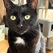 Kat is registered to the contest to win money with this photo: cat, black_cat, indoor, close_up, pet, animal, whiskers, eyes, fur, face, white_patch, domestic_cat, feline, curious, sitting, table, home_interior, cat_tree, wood_floor, portrait