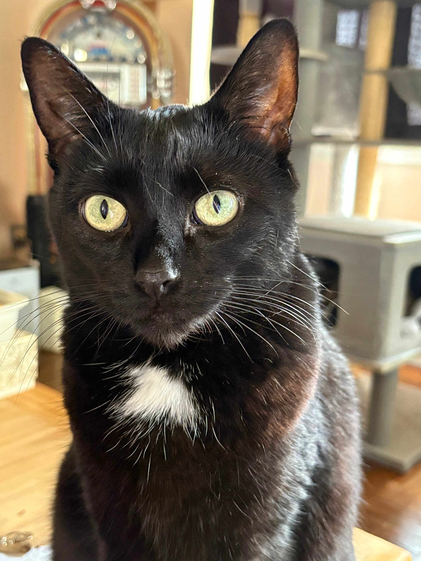 Kat is registered to the contest to win money with this photo: cat, black_cat, indoor, close_up, pet, animal, whiskers, eyes, fur, face, white_patch, domestic_cat, feline, curious, sitting, table, home_interior, cat_tree, wood_floor, portrait