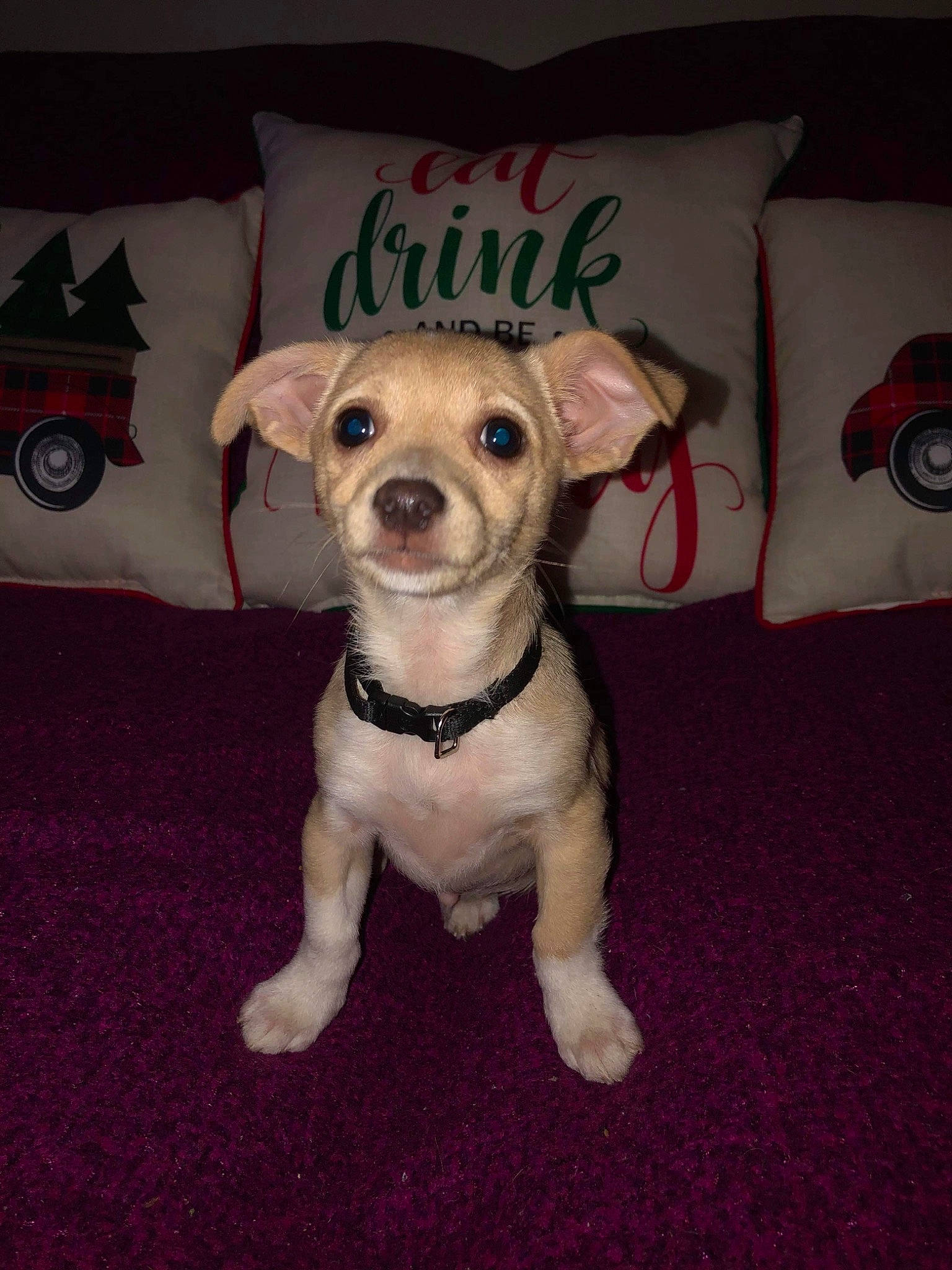 Charley joined the competition — help win amazing prizes! canidae, carnivore, companion_dog, cushion, dog, dog_breed, dog_clothes, dog_supply, fawn, floor, flooring, home_accessories, pet_supply, pillow, puppy, snout, sporting_group, throw_pillow, toy_dog, working_animal