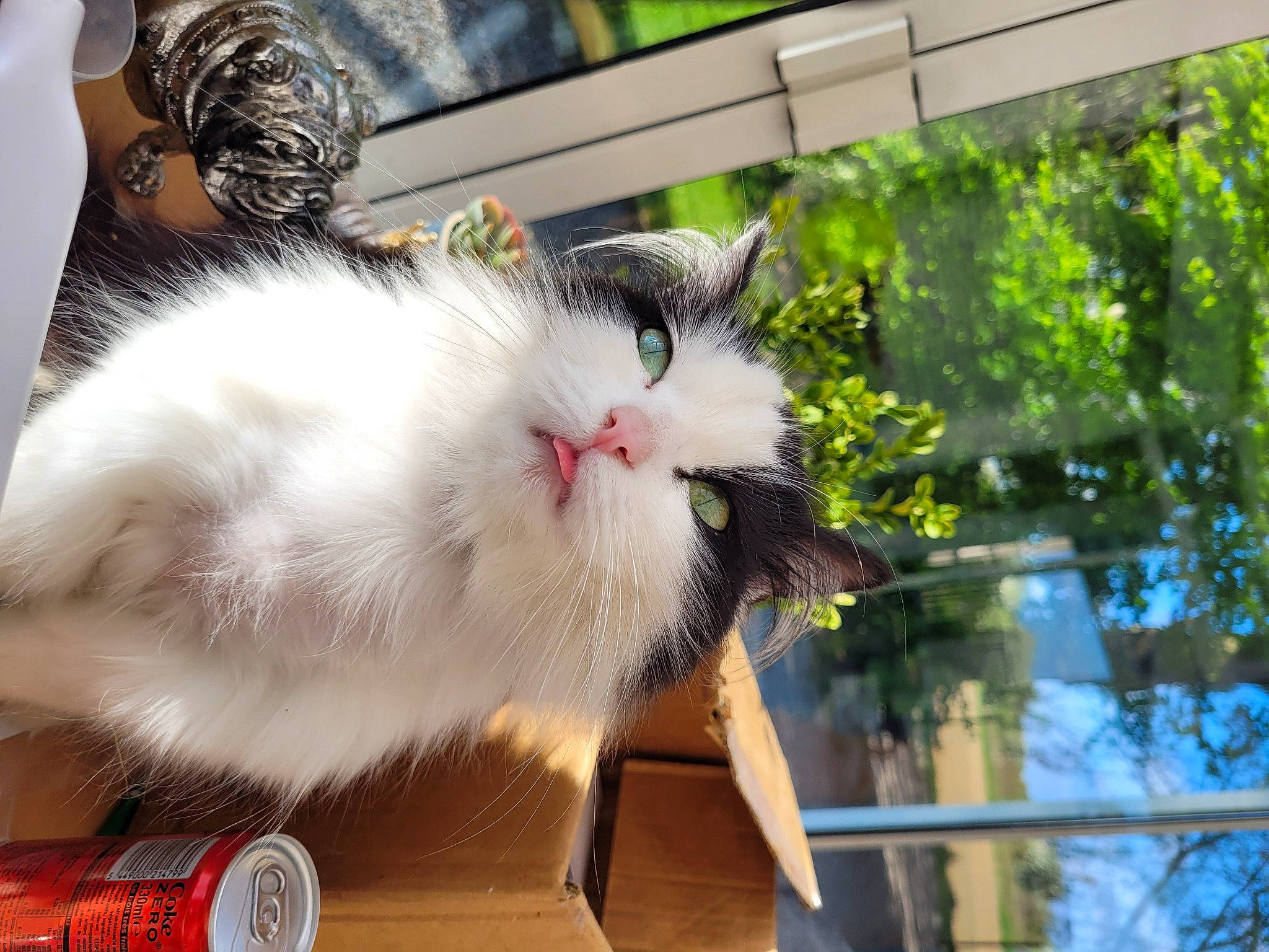 Oreo participe au concours pour gagner de l'argent avec cette photo : carnivore, cat, claw, domestic_short_haired_cat, felidae, fur, logo, paw, plant, small_to_medium_sized_cats, tail, tree, whiskers, window, wood