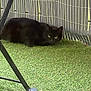 animal, architecture, blackcat, building, cat, den, fieldhockey, fieldhockeystick, furniture, grass, hockey, indoors, lawn, nature, outdoors, pet, plant, shelter, sport, yard