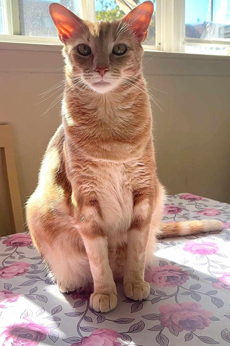 Simba