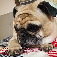 Mila is registered to the contest to win money with this photo: pug, dog, pet, close_up, face, paws, blanket, indoor, resting, cozy, animal, canine, fur, wrinkles, portrait, home, cute, sleepy, companion, expression