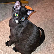 Axl is registered to the contest to win money with this photo: black_cat, carpet, cat, close_up, domestic_animal, ears, flash, fur, glowing_eyes, household, indoor, kitten, looking_back, nose_mark, pet, playful, sitting, tail, toy, whiskers