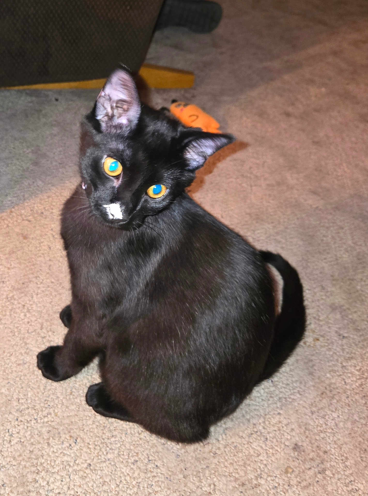 Axl is registered to the contest to win money with this photo: black_cat, carpet, cat, close_up, domestic_animal, ears, flash, fur, glowing_eyes, household, indoor, kitten, looking_back, nose_mark, pet, playful, sitting, tail, toy, whiskers