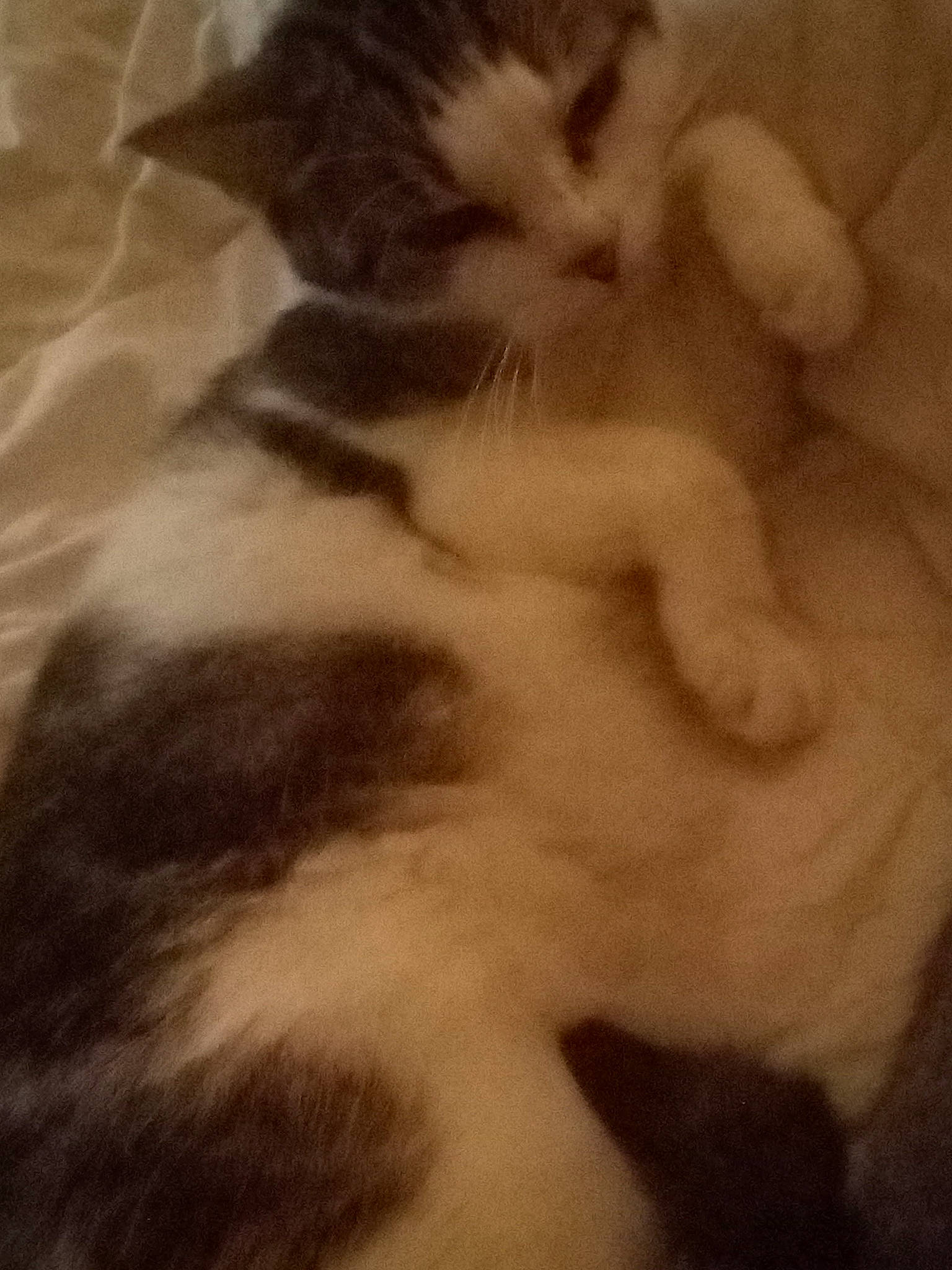 Pimprenelle a rejoint le concours — aidez-le/la à gagner de superbes lots ! carnivore, cat, claw, cloud, comfort, domestic_short_haired_cat, felidae, flooring, fur, nap, paw, small_to_medium_sized_cats, tail, whiskers, wood