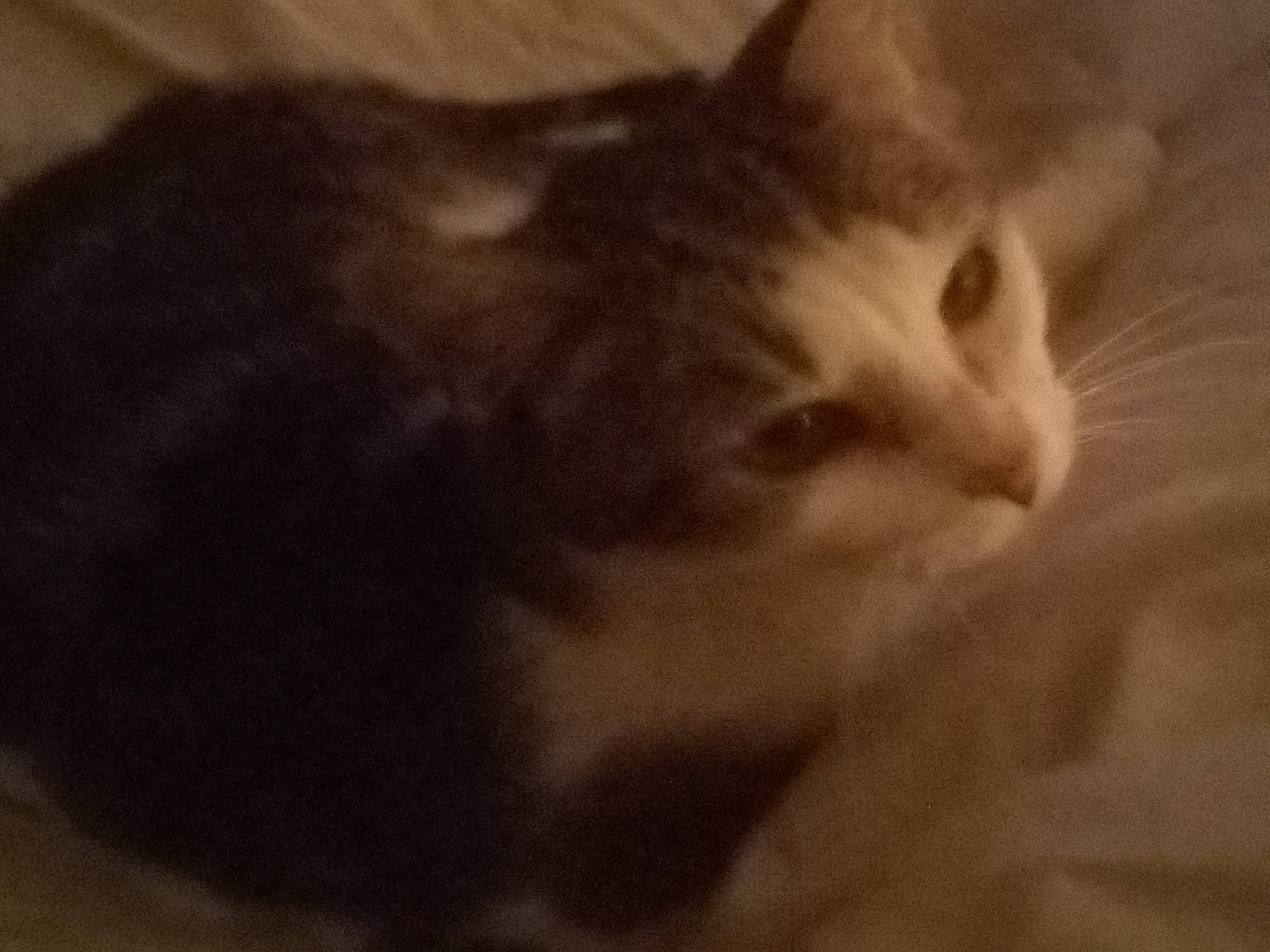 Pimprenelle a rejoint le concours — aidez-le/la à gagner de superbes lots ! carnivore, cat, domestic_short_haired_cat, felidae, fur, paw, small_to_medium_sized_cats, tail, whiskers, window, wood