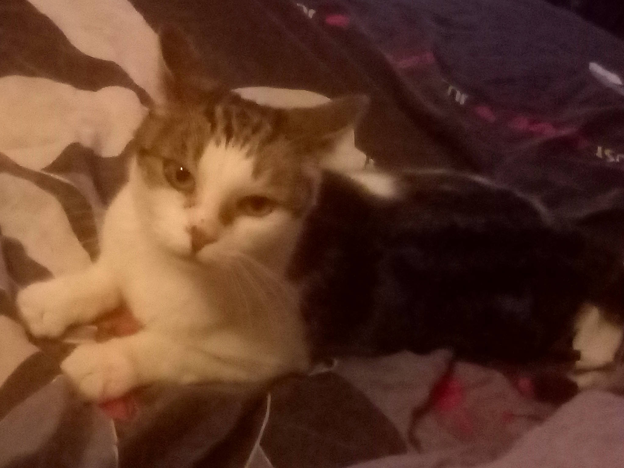 Pimprenelle participe au concours pour gagner de l'argent avec cette photo : carnivore, cat, claw, comfort, domestic_short_haired_cat, fawn, felidae, fur, gesture, paw, small_to_medium_sized_cats, snout, tail, vertebrate, whiskers